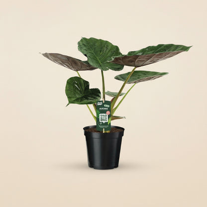 Alocasia Wentii