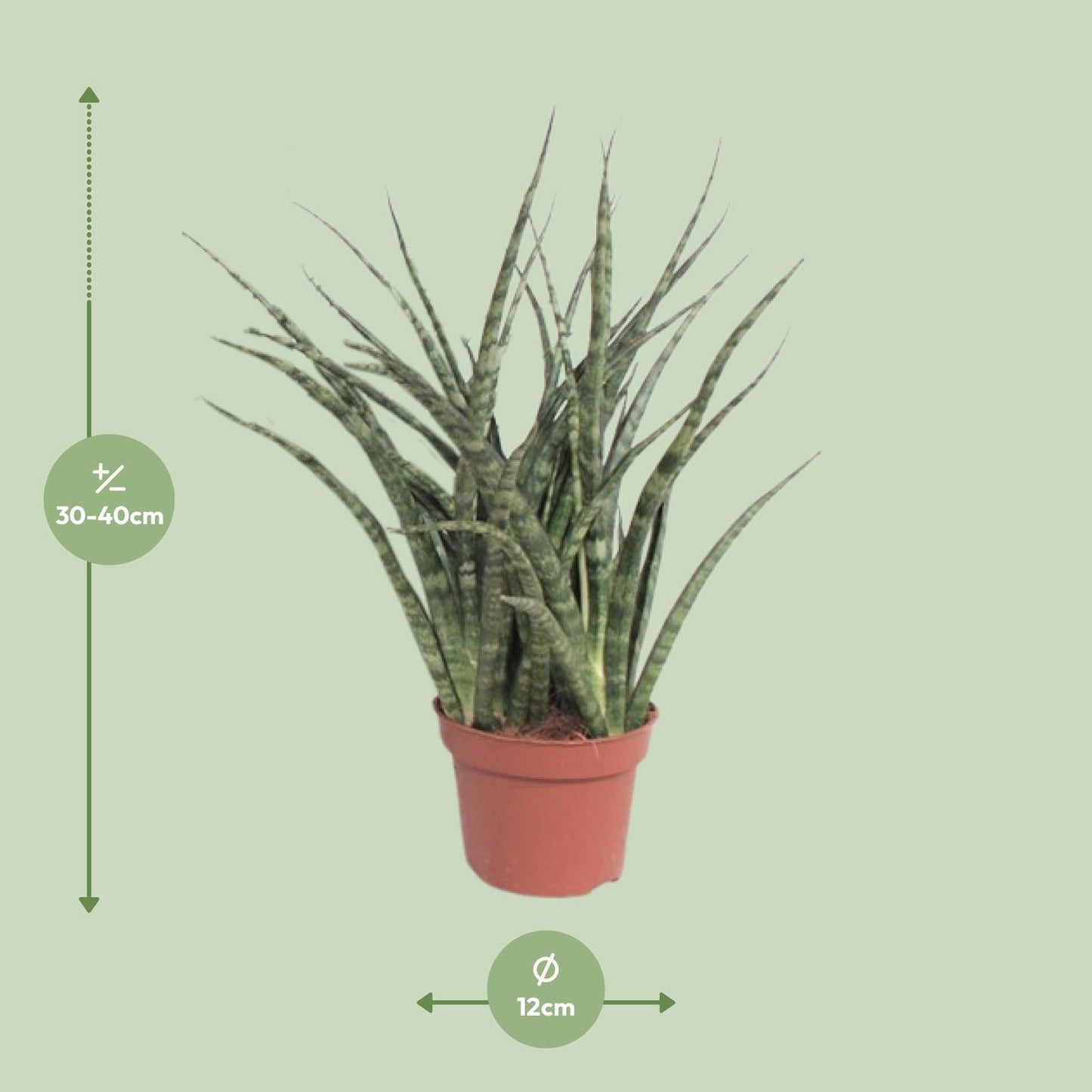 Sansevieria Fernwood Punk M - 35cm