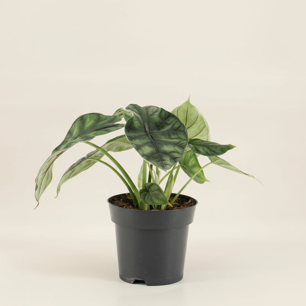 Alocasia Dragon Scale