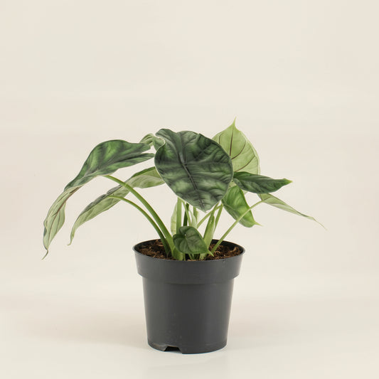Alocasia Dragon Scale