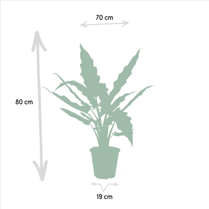 Alocasia 