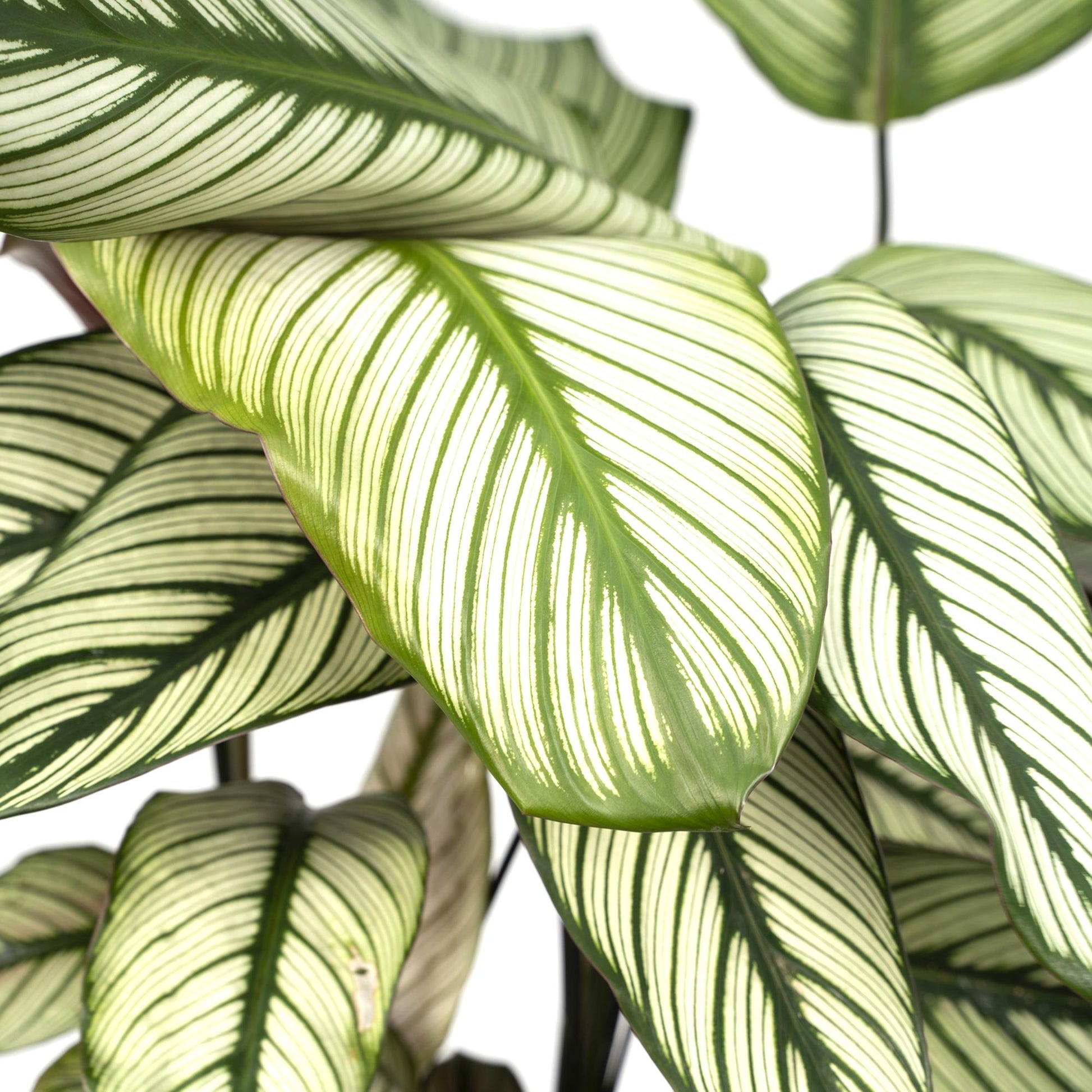 Calathea Whitestar - plante d'intérieur