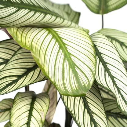 Calathea Whitestar - plante d'intérieur