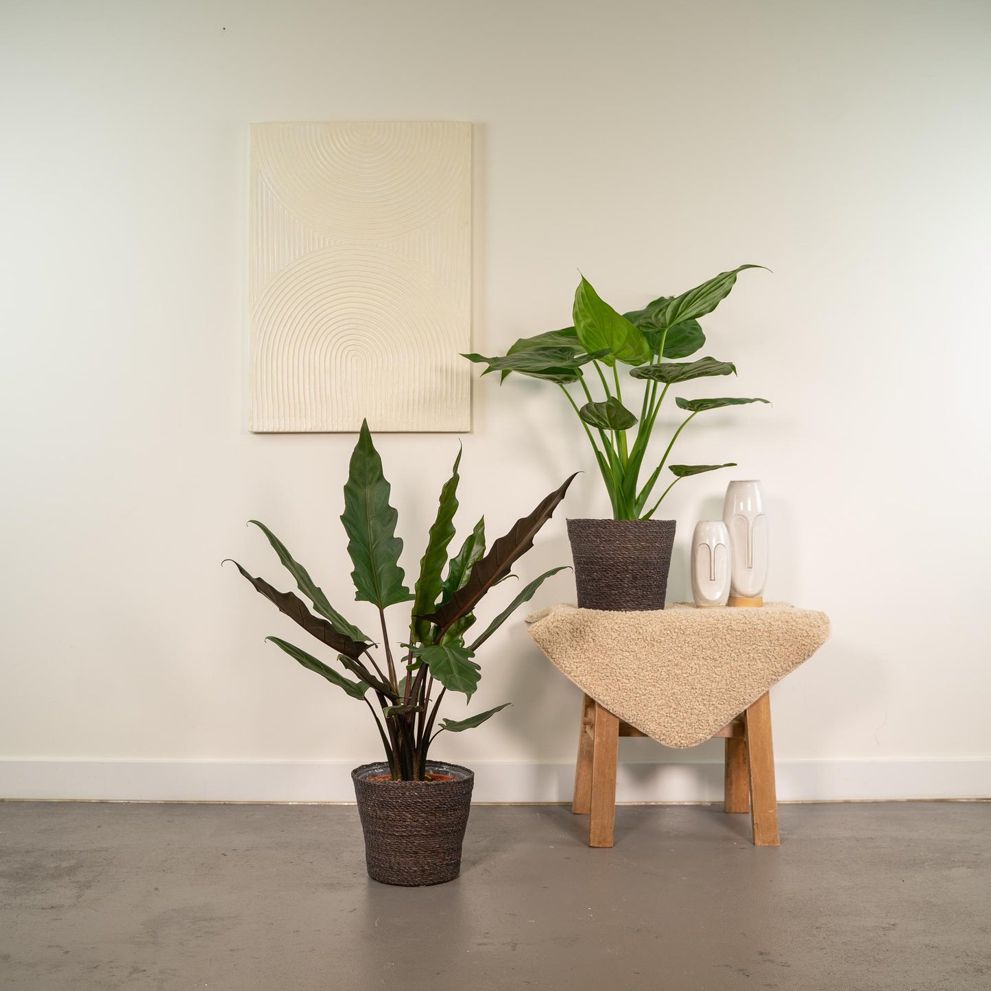 Lot 2x Alocasia