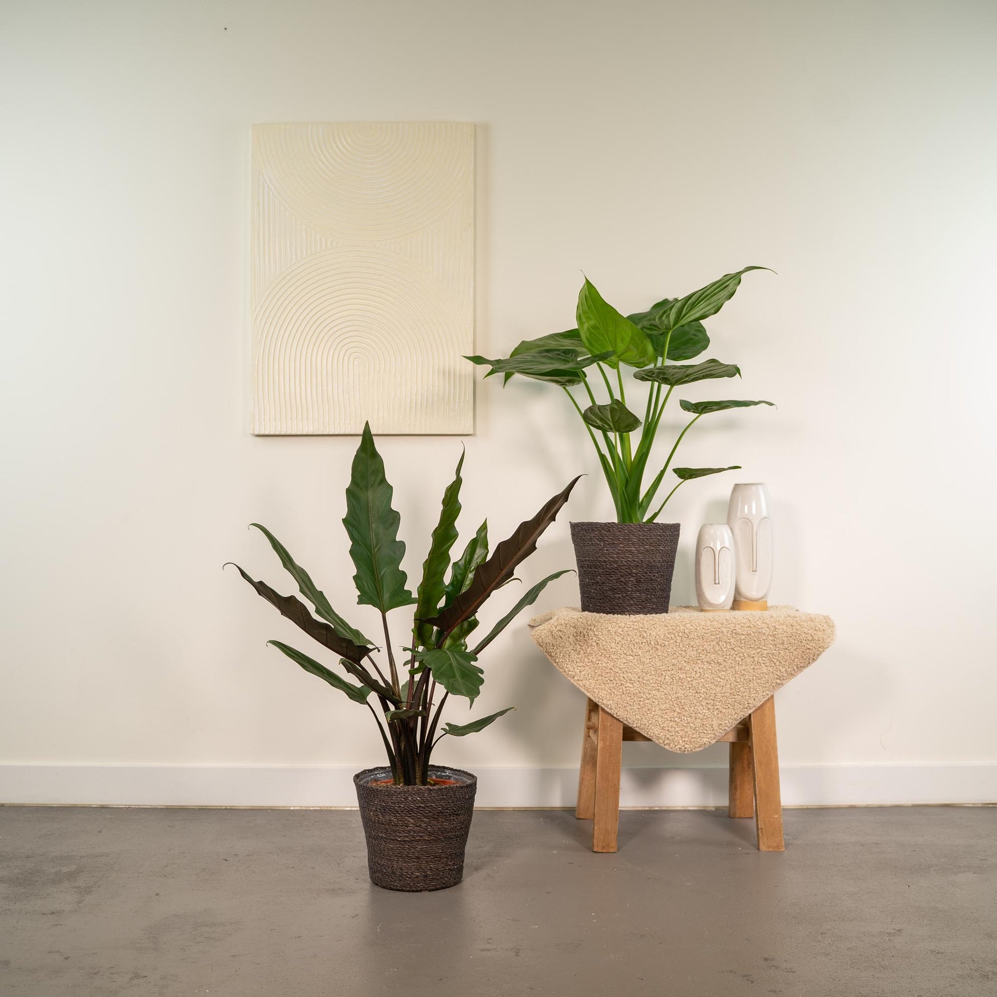 Lot 2x Alocasia