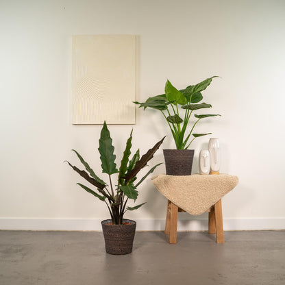Lot 2x Alocasia