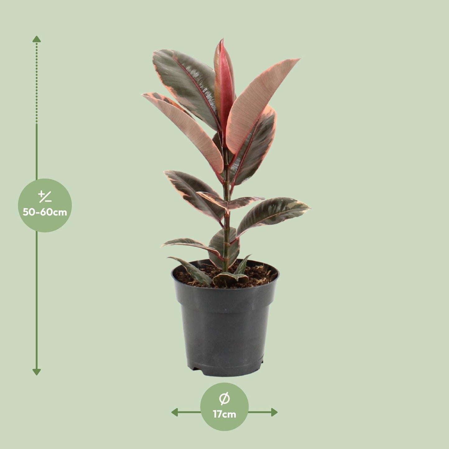 Ficus Elastica Belize - Plante d'intérieur