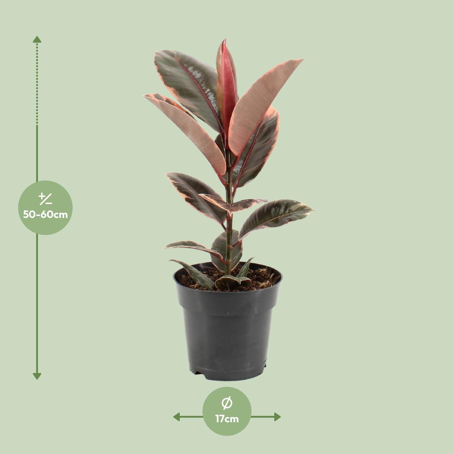 Ficus Elastica Belize - Plante d'intérieur