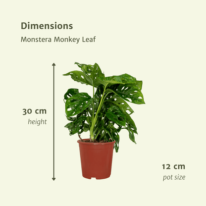 Monstera adansonii