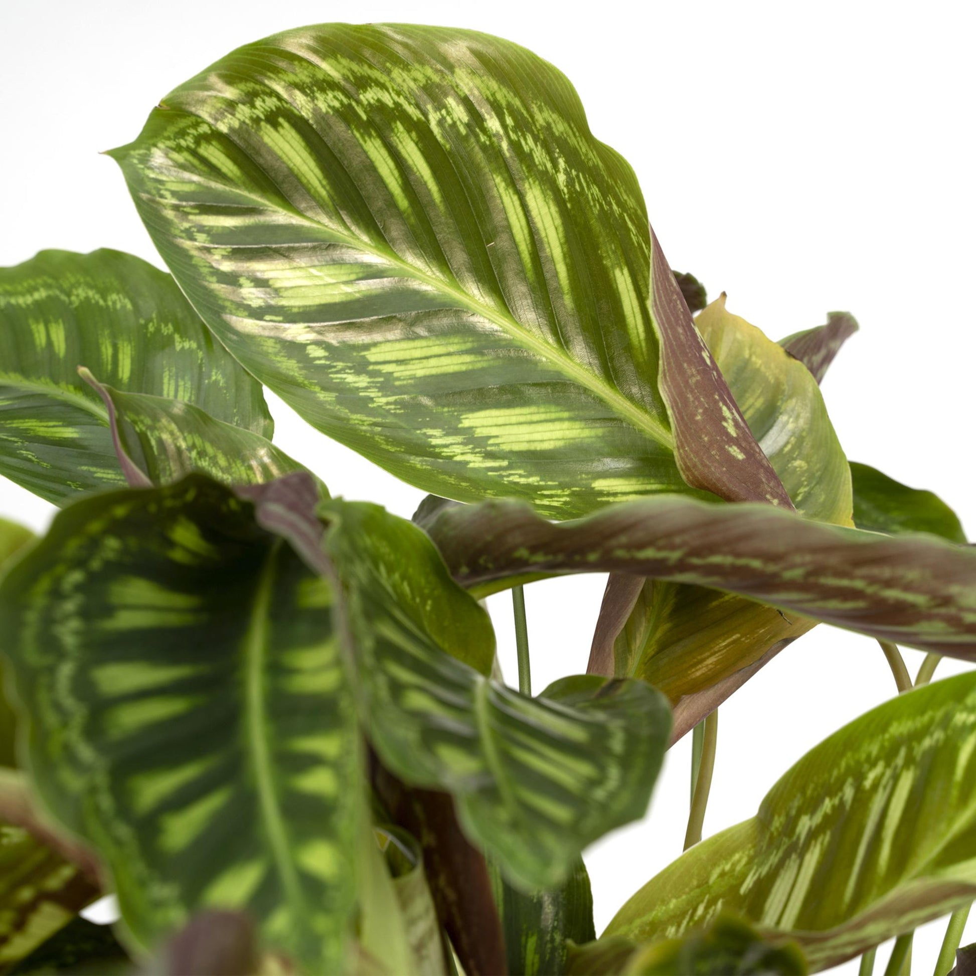 Calathea Flamestar