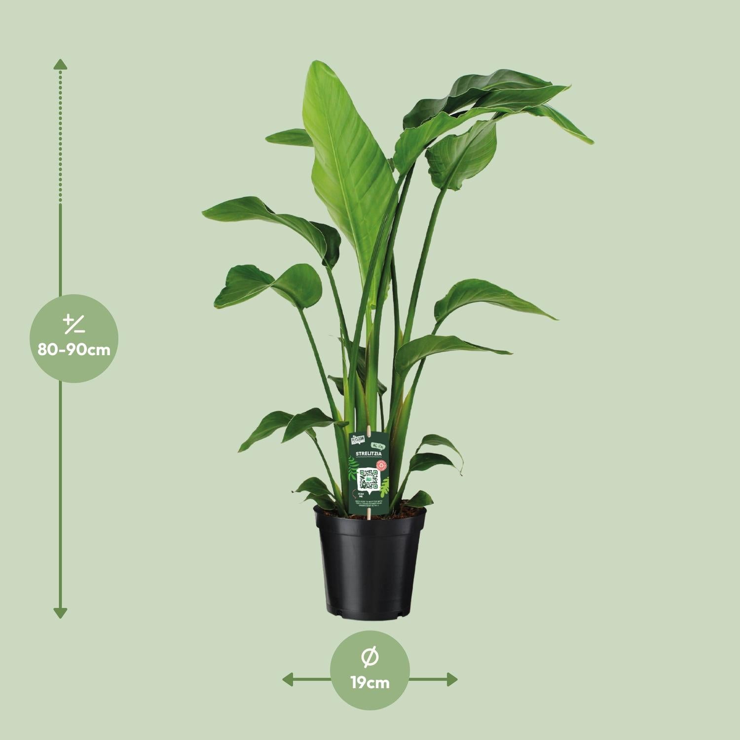 Strelitzia Nicolai