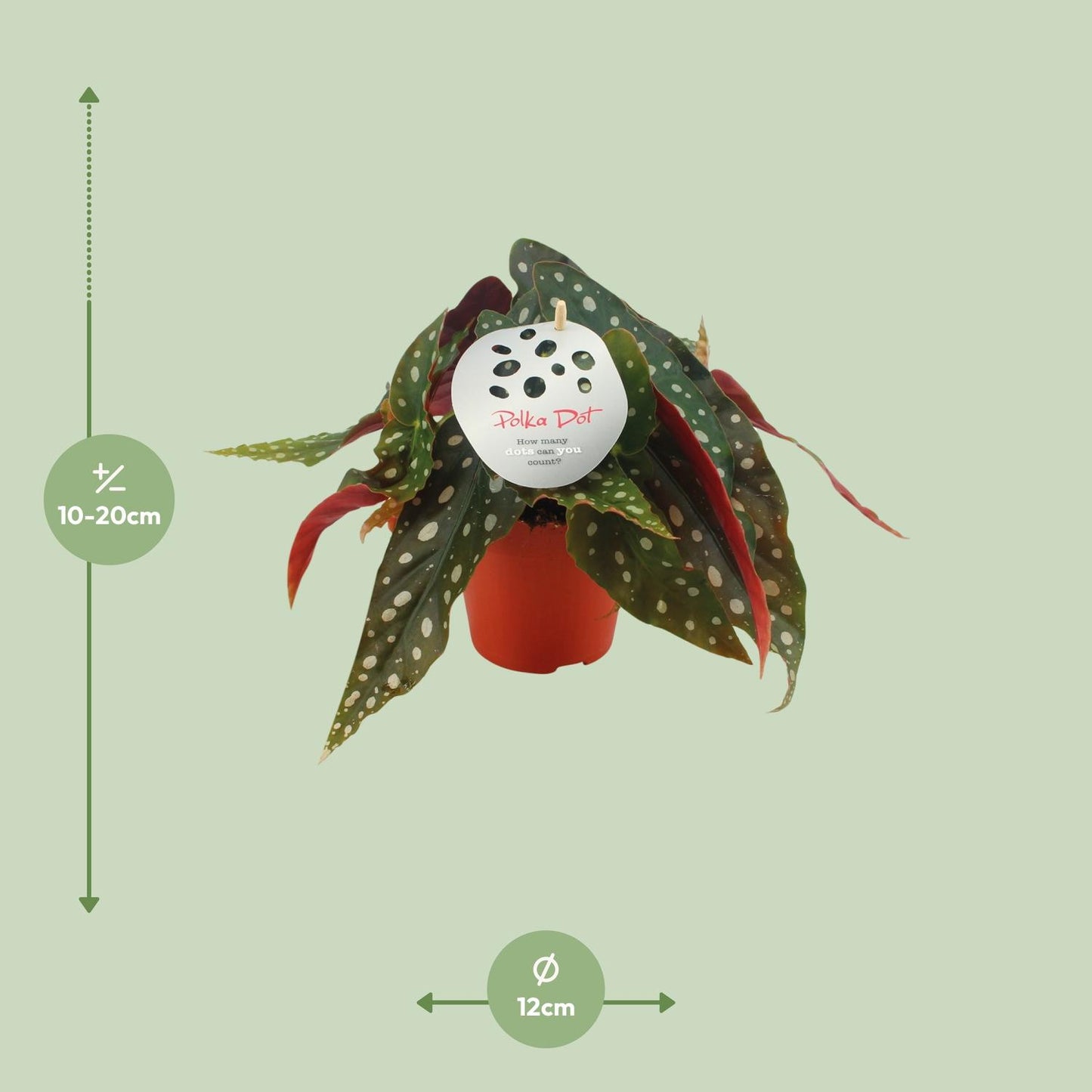 Bégonia Maculata - plante intérieur rare