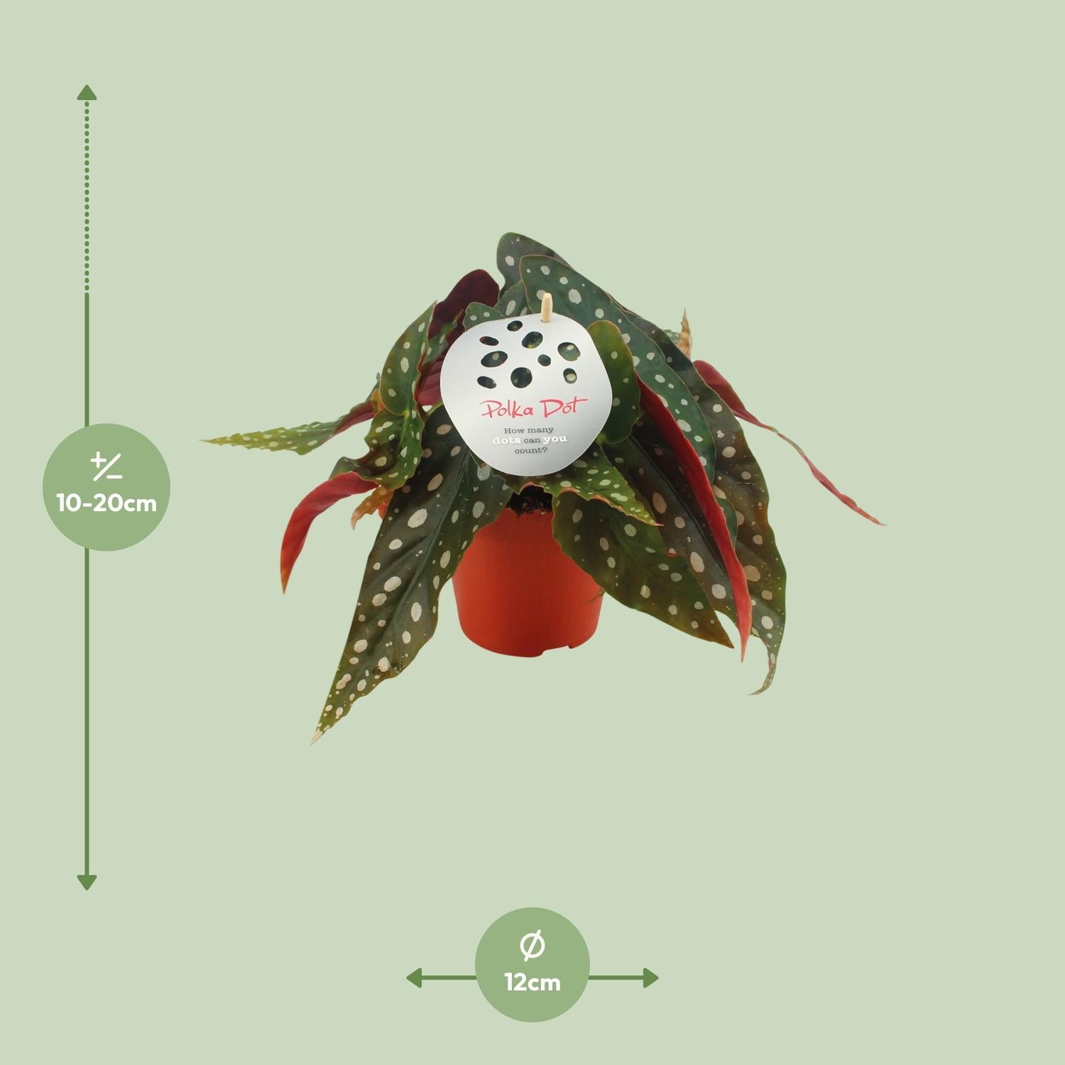Bégonia Maculata - plante intérieur rare