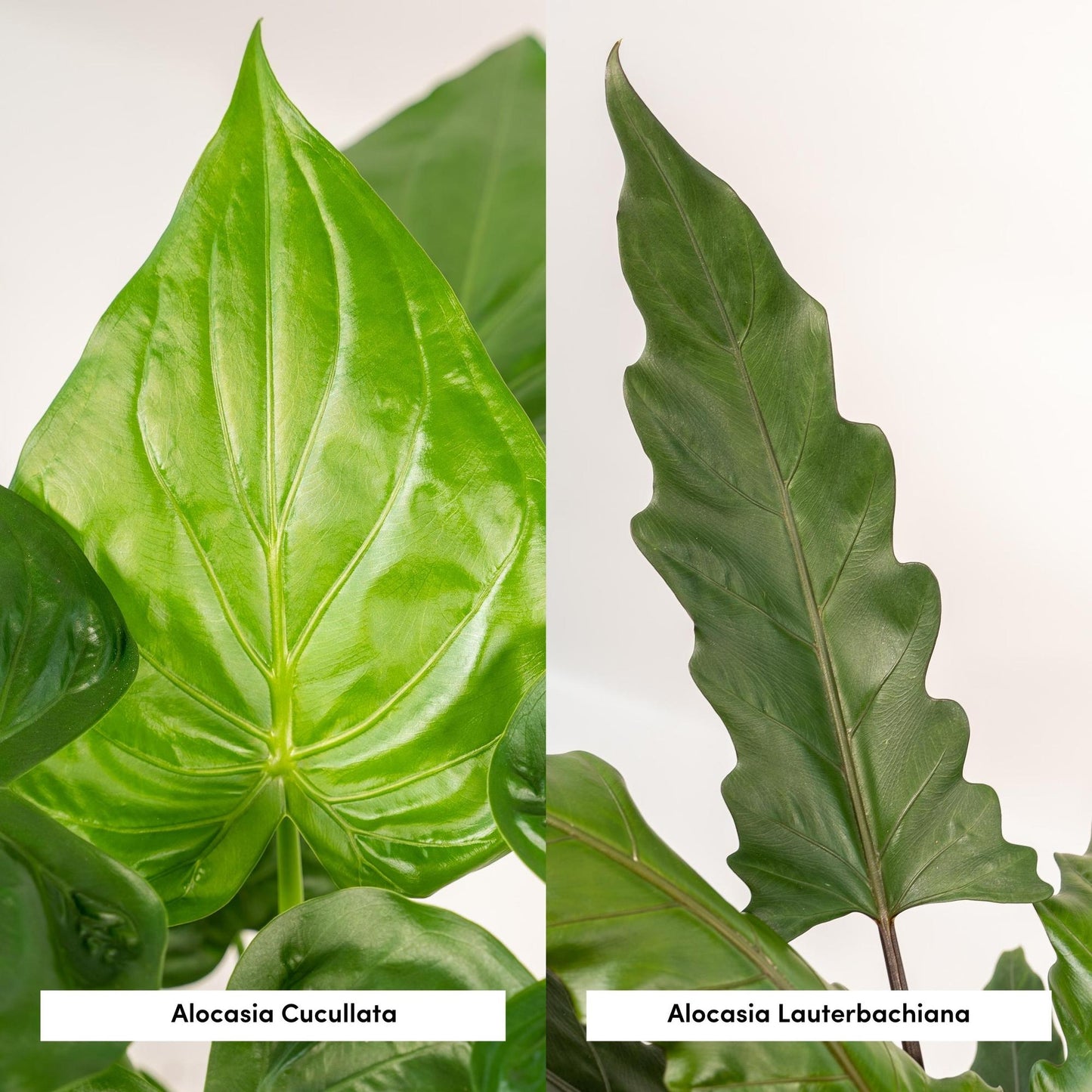 Lot 2x Alocasia