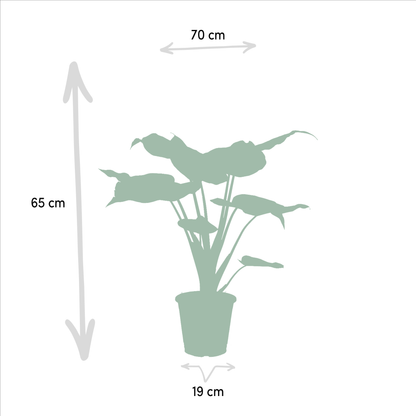 Lot 2x Alocasia