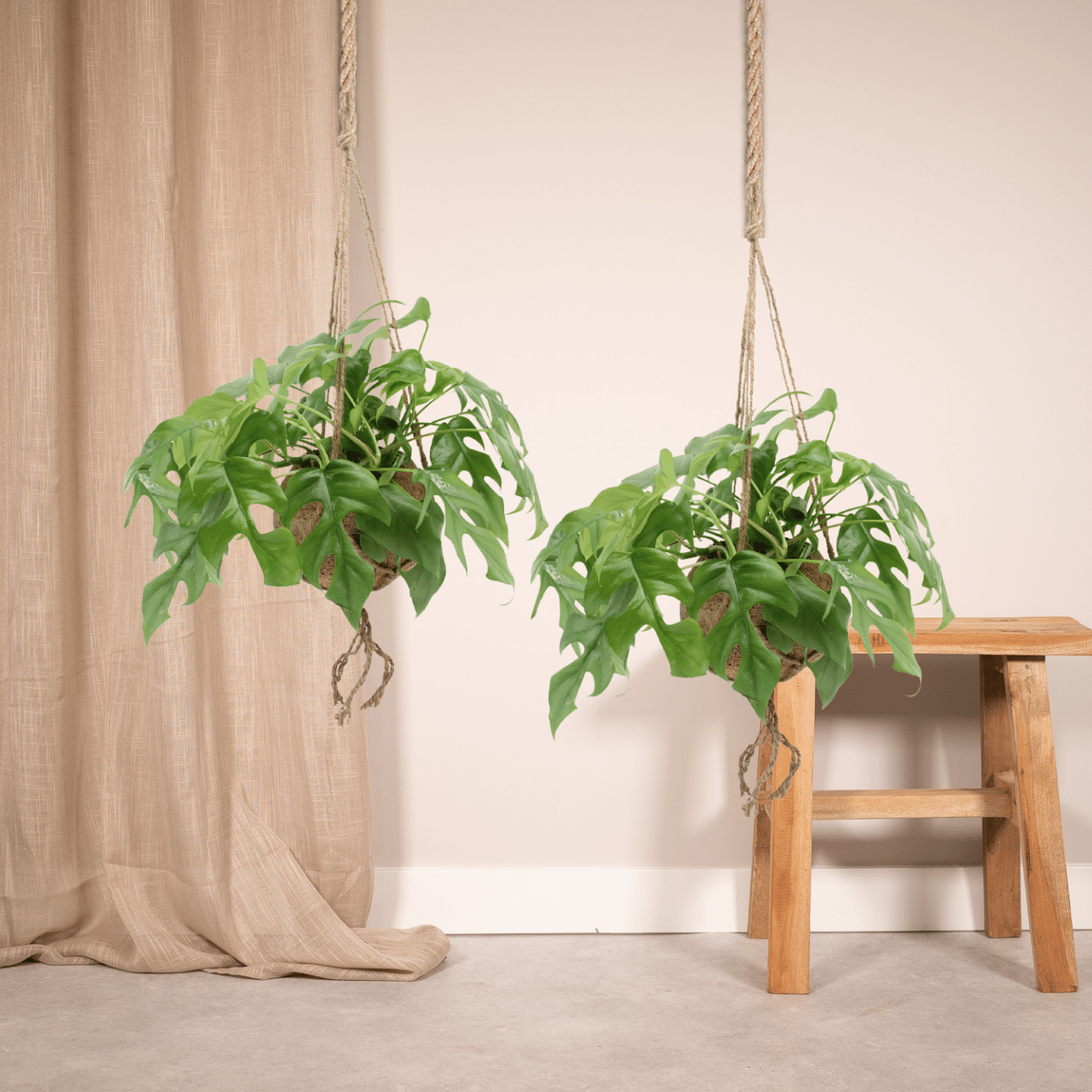Kokodama Monstera Minima - Plante tropicale d'intérieur
