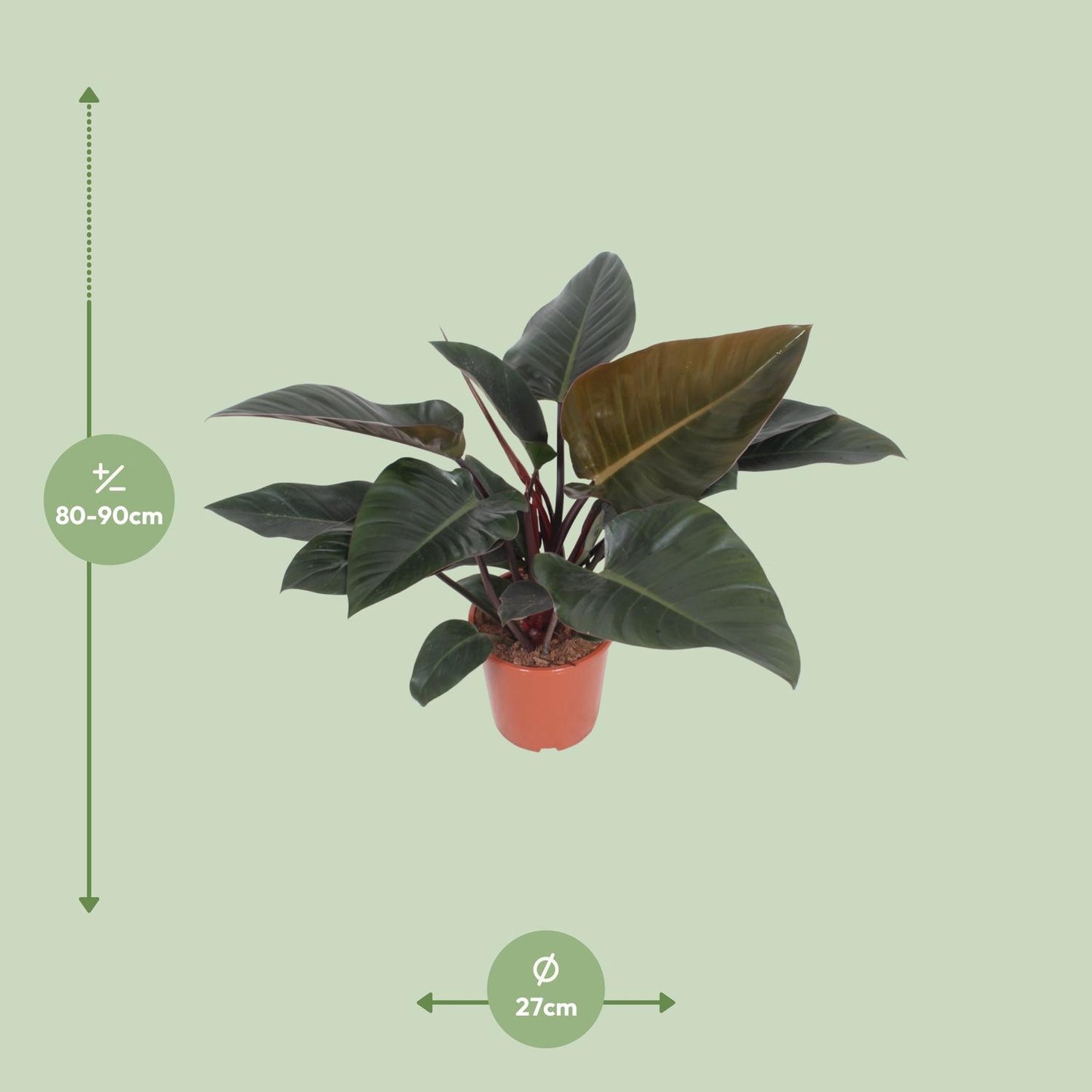 Philodendron Congo Red