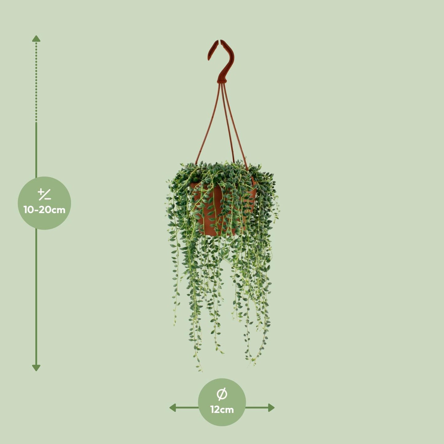 Senecio Herreianus S - 20cm