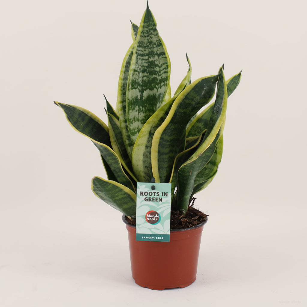 Sansevieria Futura Superba