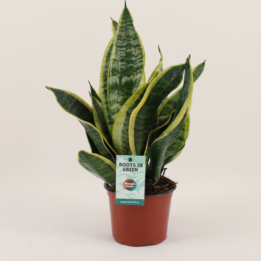 Sansevieria Futura Superba