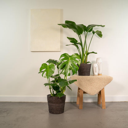 Lot Duo Strelitzia Nicolai + Monstera Deliciosa L
