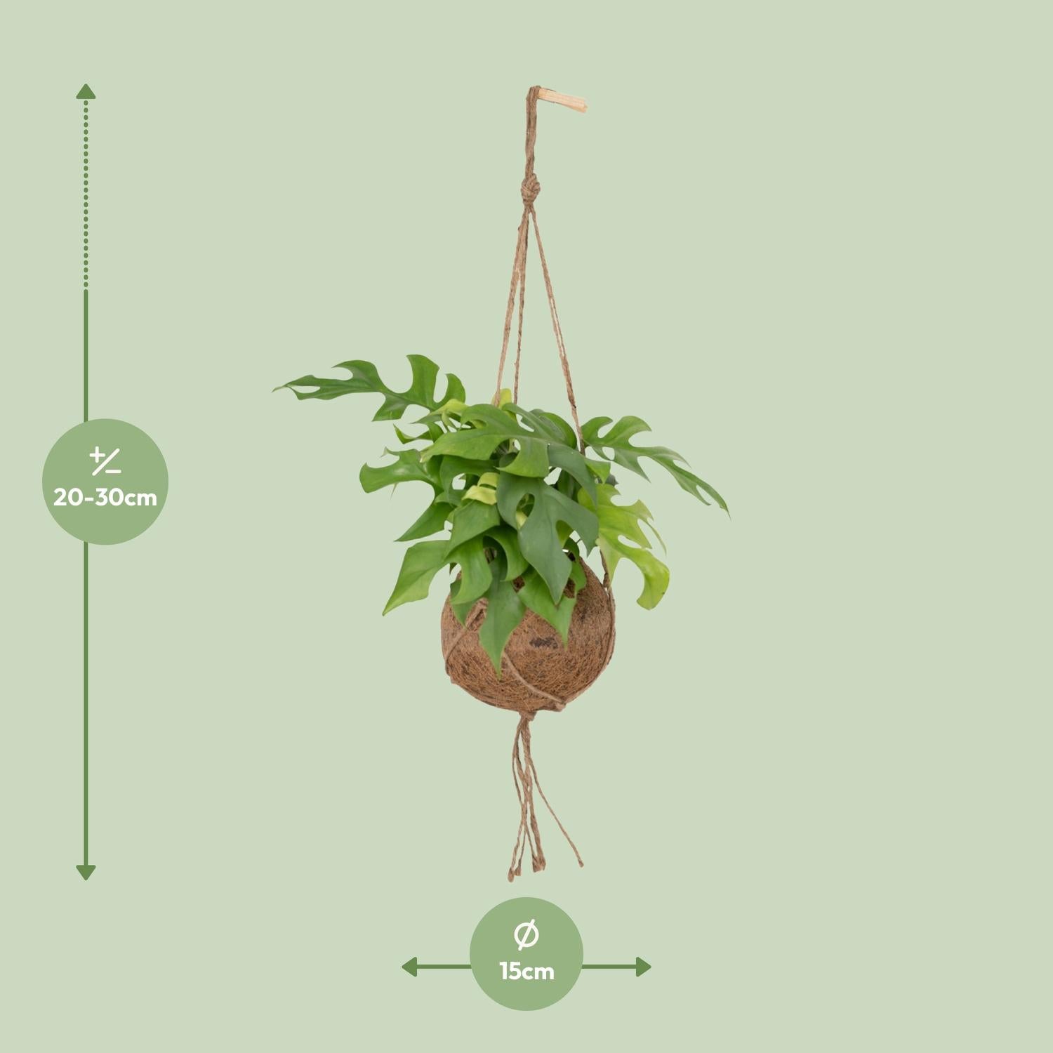 Monstera Minima