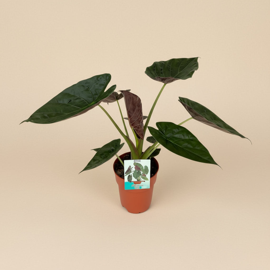Alocasia Wentii