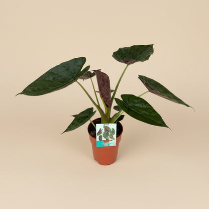 Alocasia Wentii