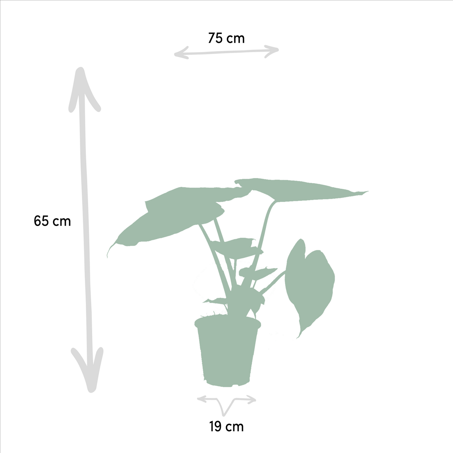 Lot 2x Alocasia