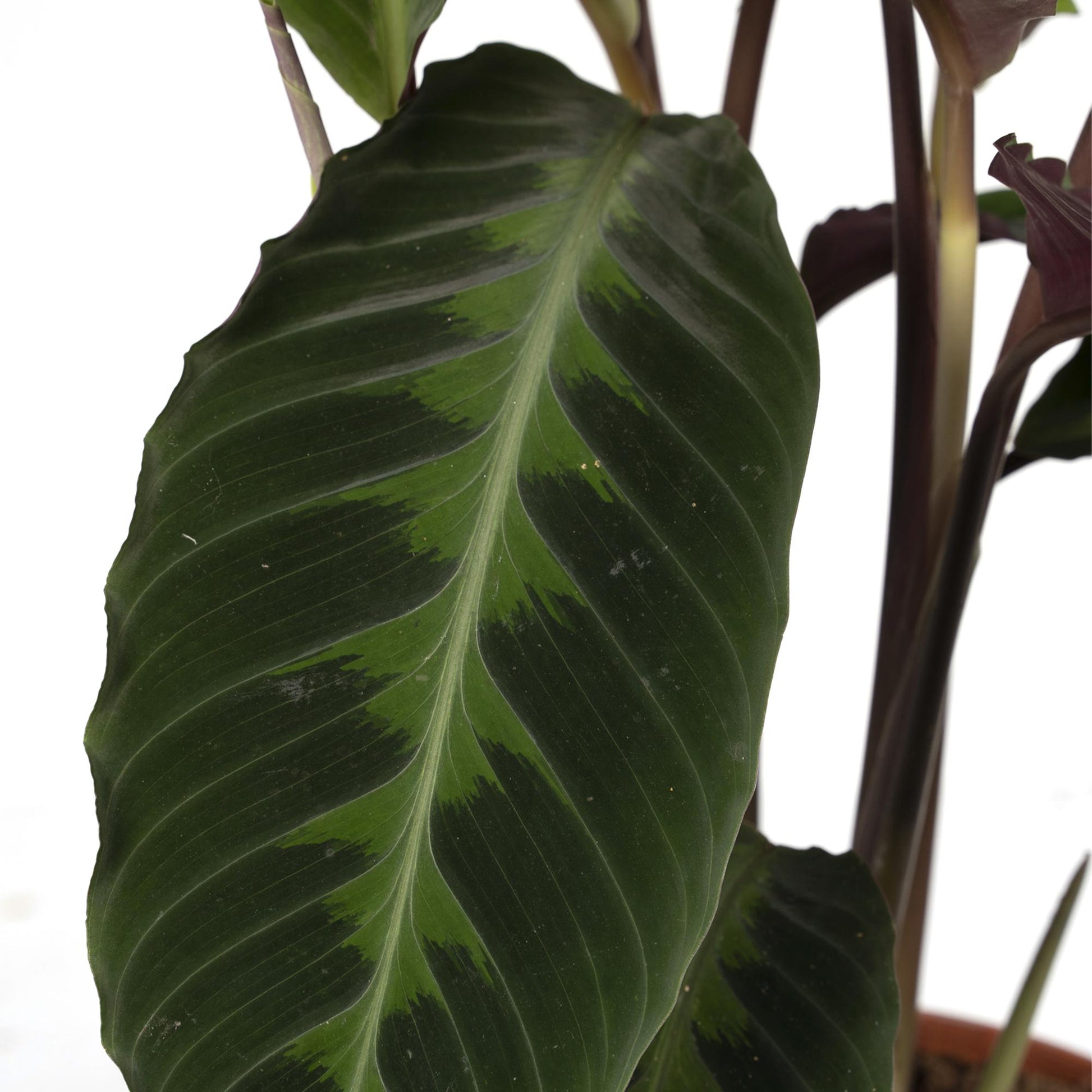Calathea Warscewiczii