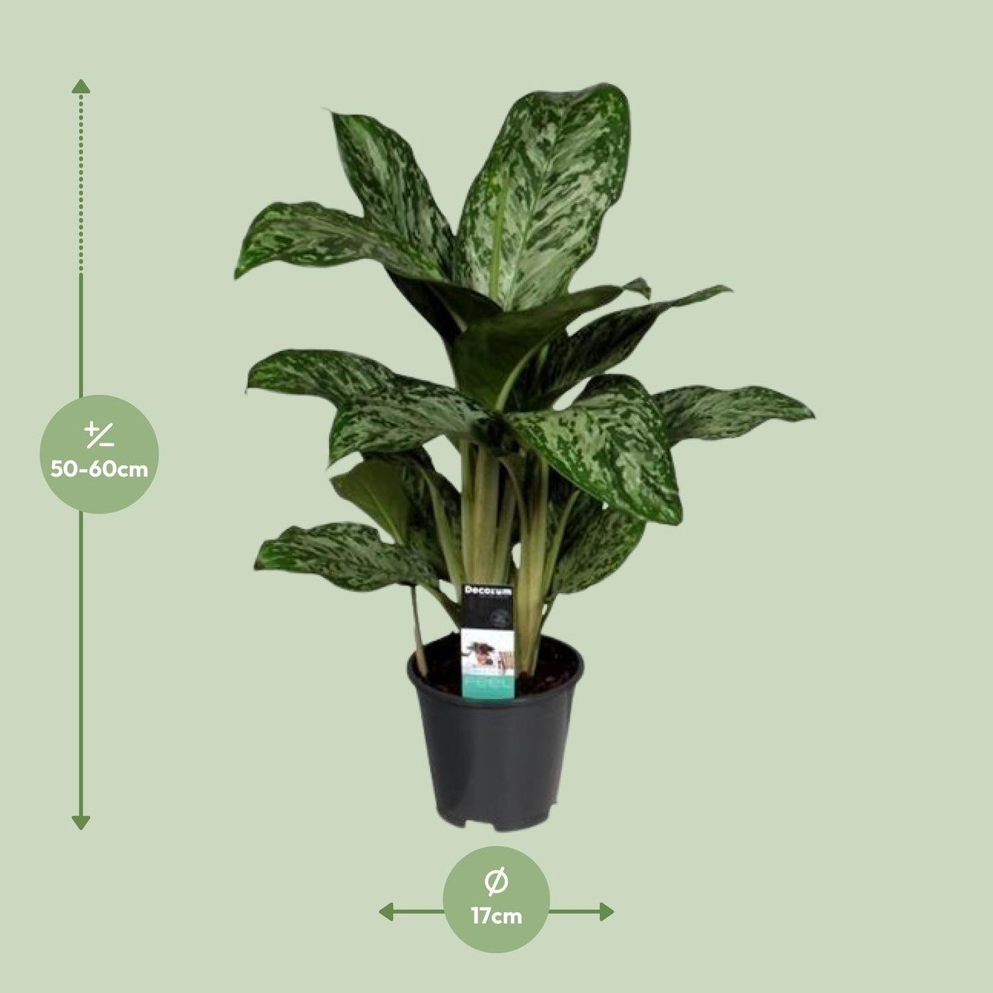 Aglaonema Greenlight M - 60cm