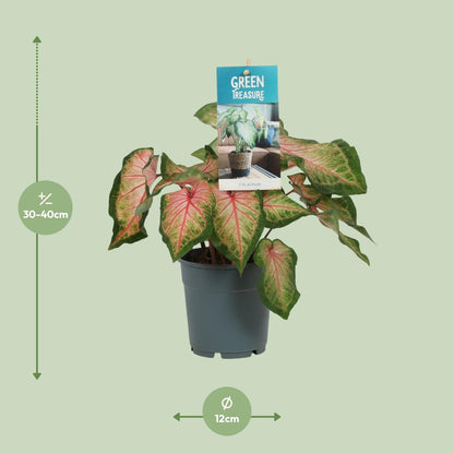 Caladium Rose - Plante d'intérieur