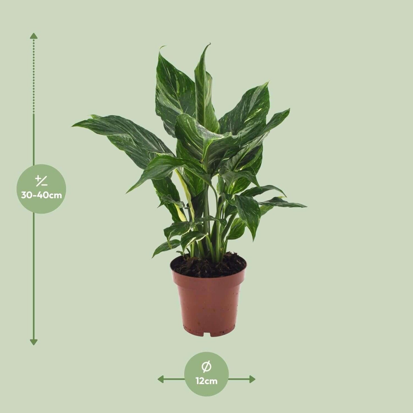 Spathiphyllum Diamond