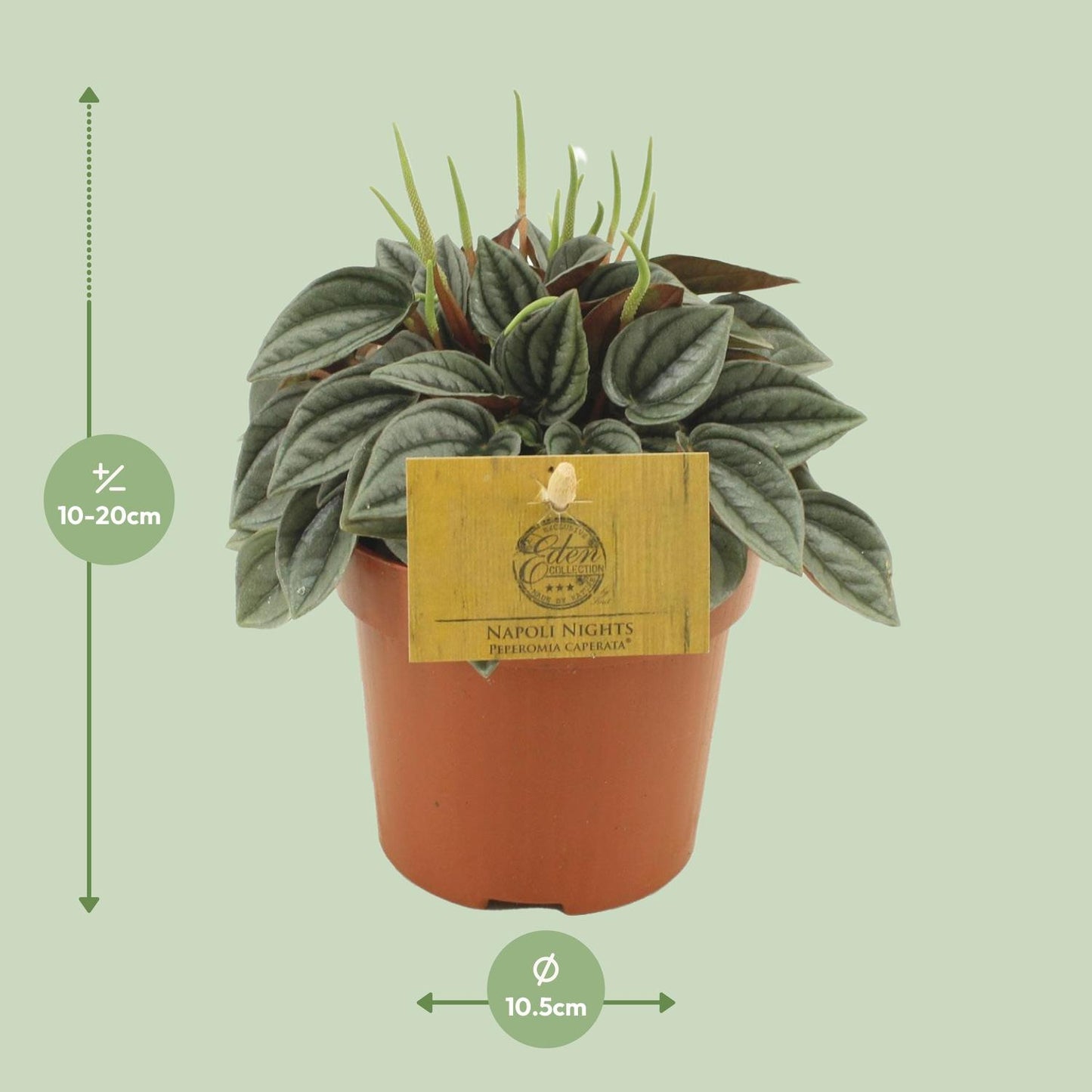 Peperomia Napoli