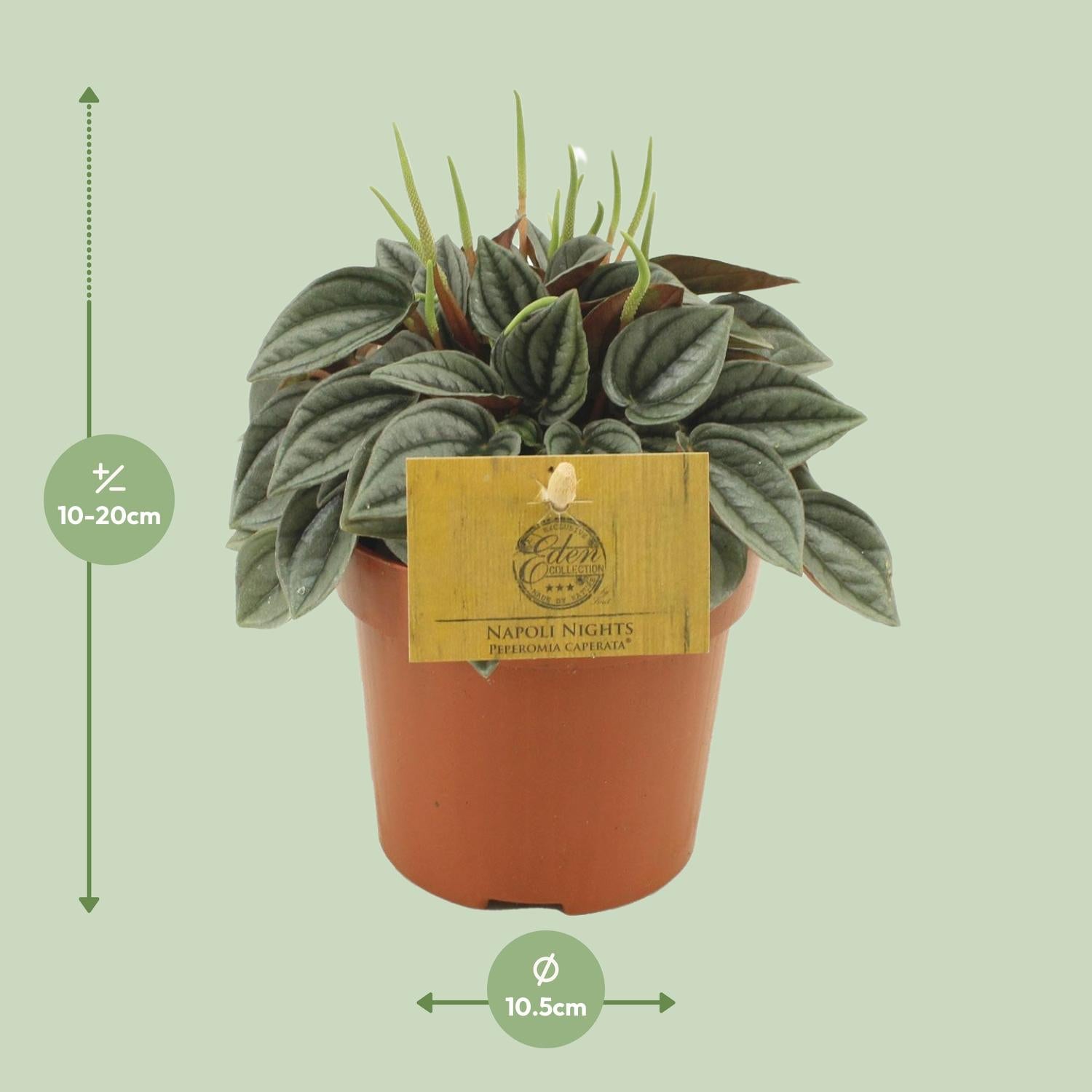 Peperomia Napoli