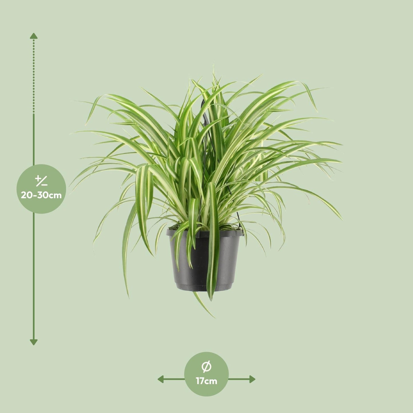 Chlorophytum Panaché M - 30cm