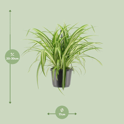 Chlorophytum Panaché M - 30cm