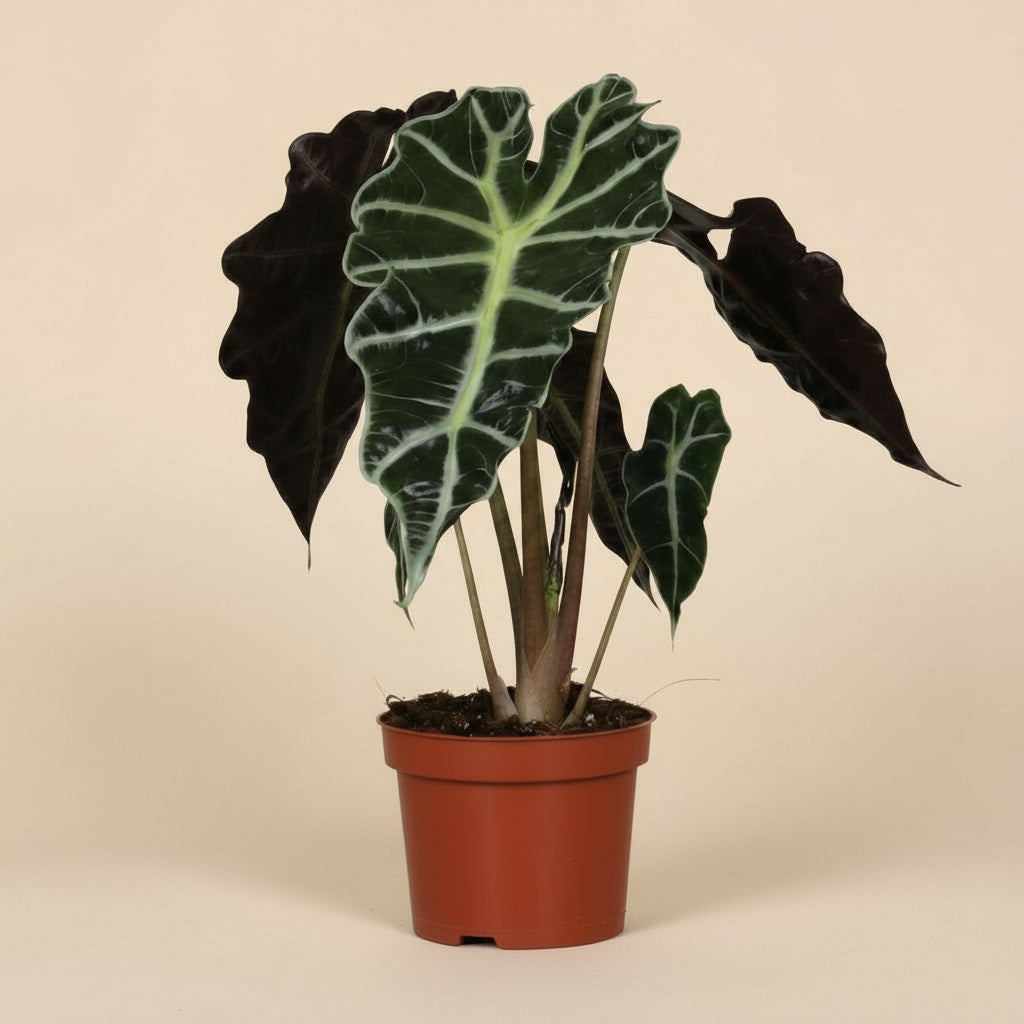 Alocasia Amazonica Polly