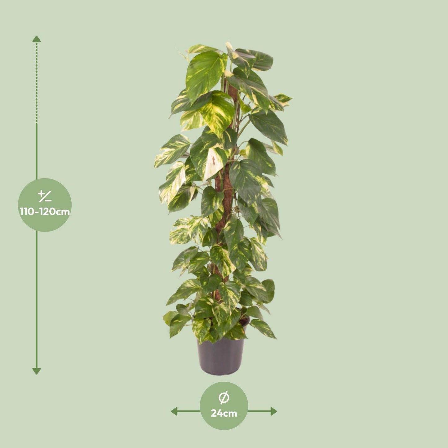Epipremnum Pinnatum