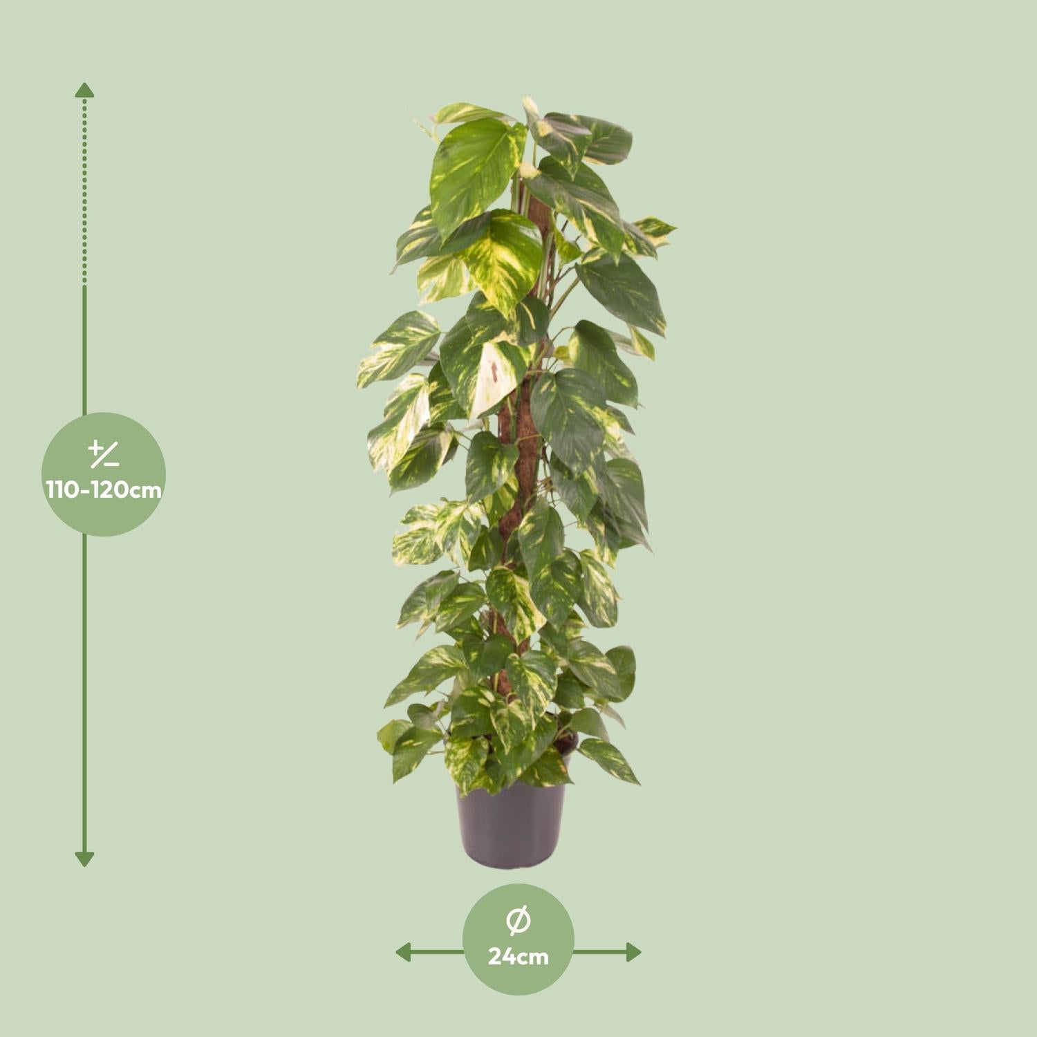 Epipremnum Pinnatum