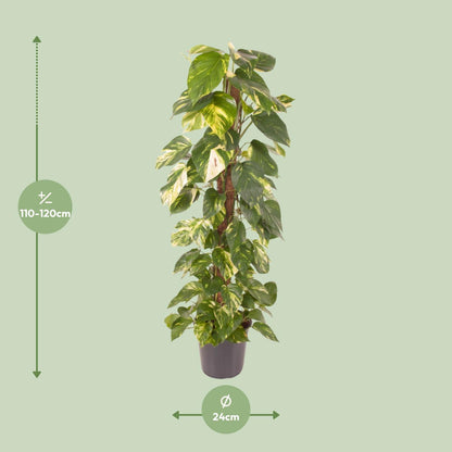 Epipremnum Pinnatum