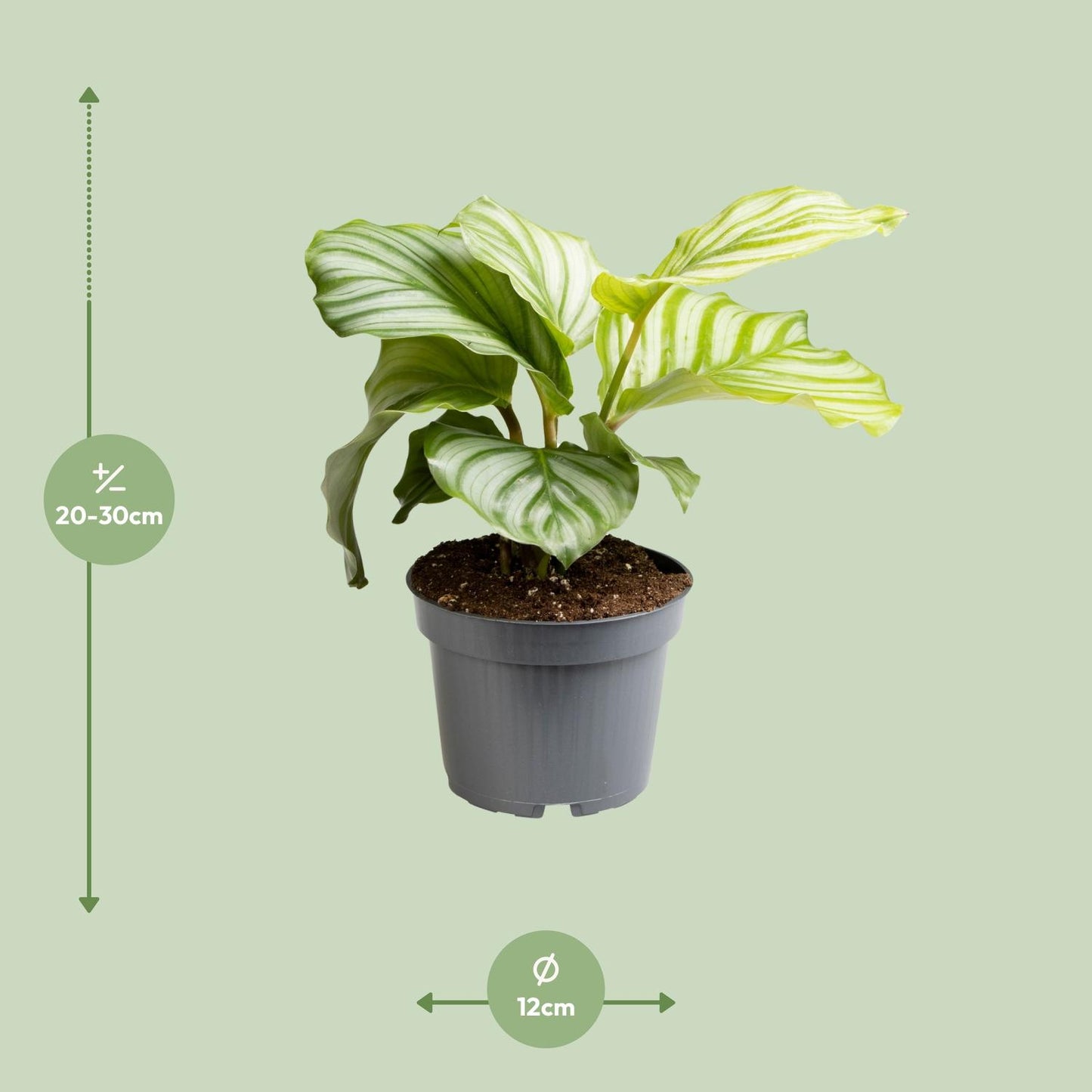 Calathea Orbifolia