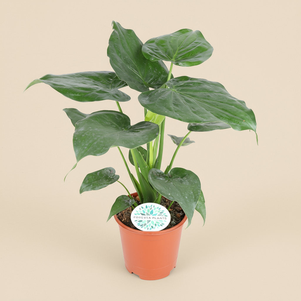 Alocasia Cucullata