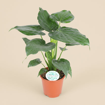 Alocasia Cucullata