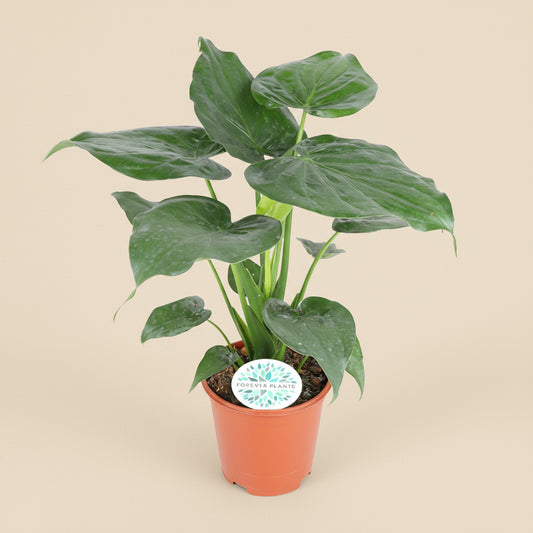 Alocasia Cucullata