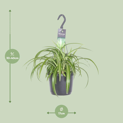 Chlorophytum Bonnie M - 35cm