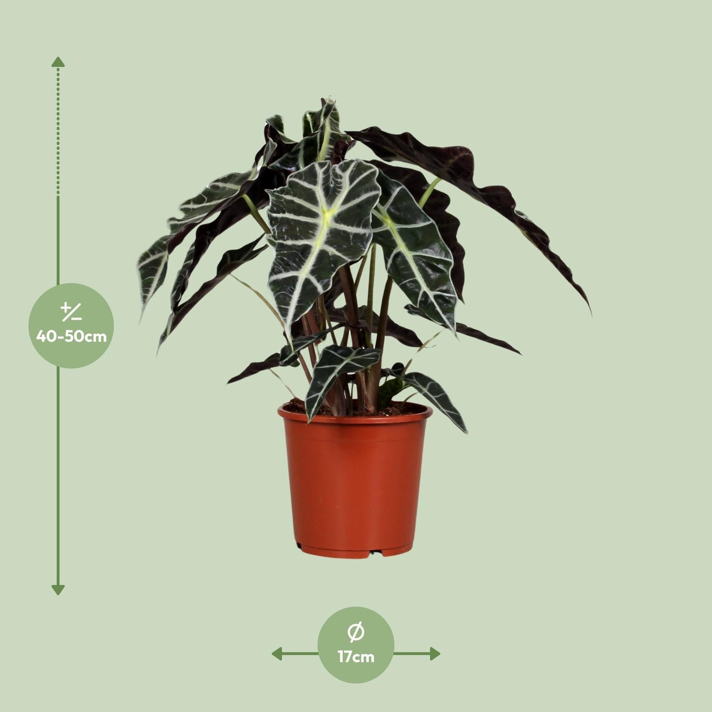 Alocasia Amazonica Polly