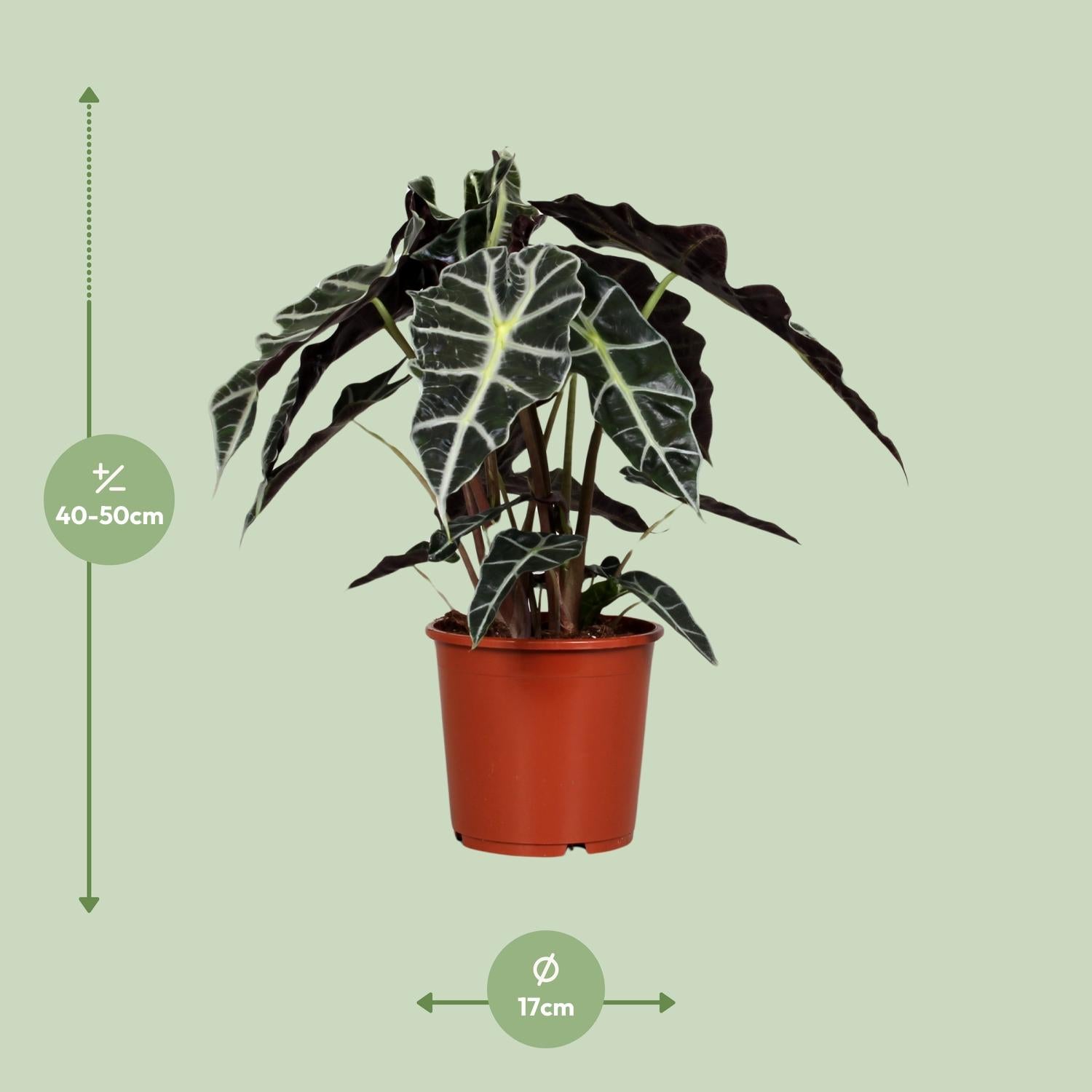 Alocasia Amazonica Polly