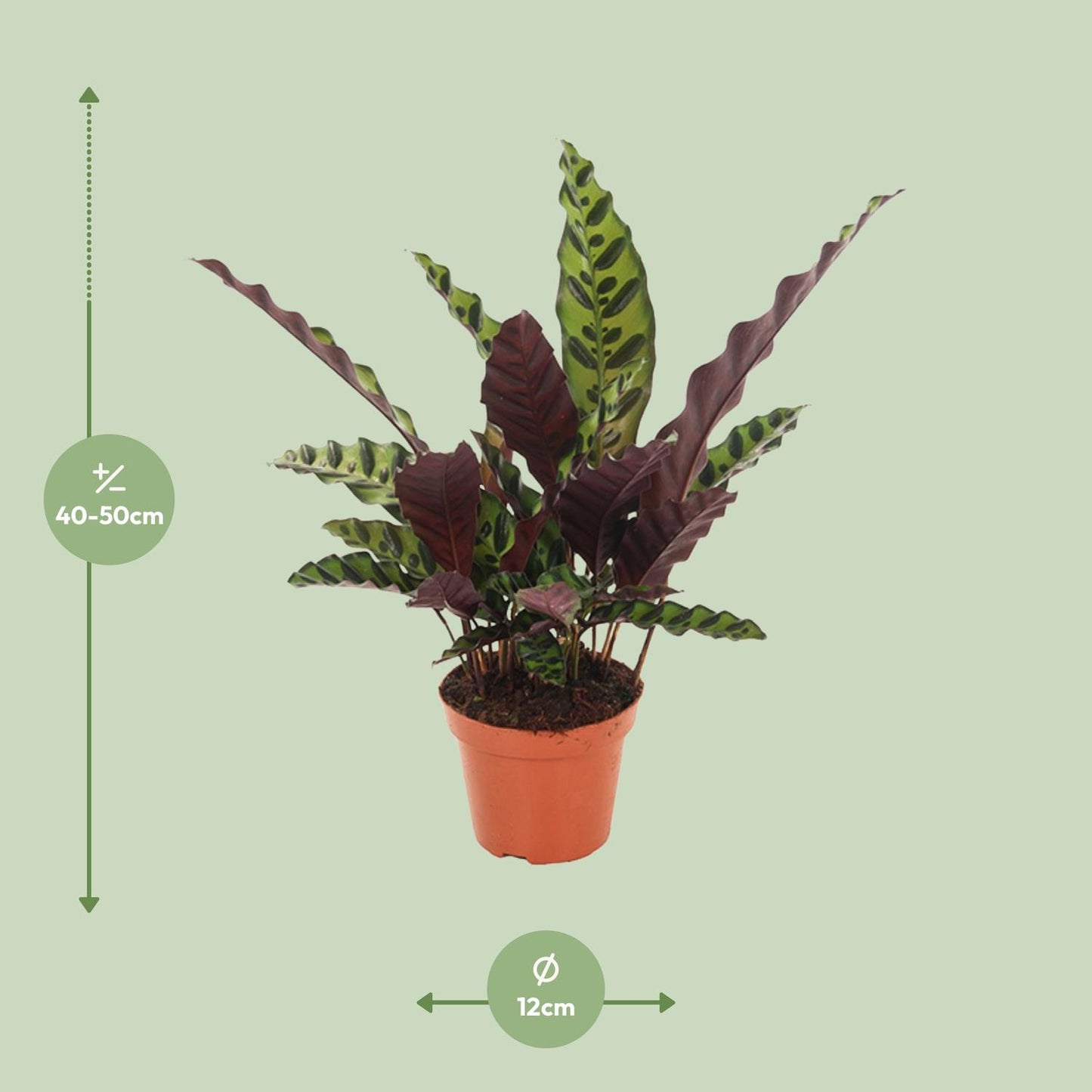 Calathea Insignis