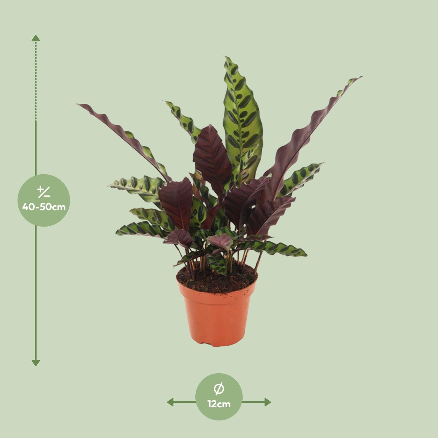 Calathea Insignis